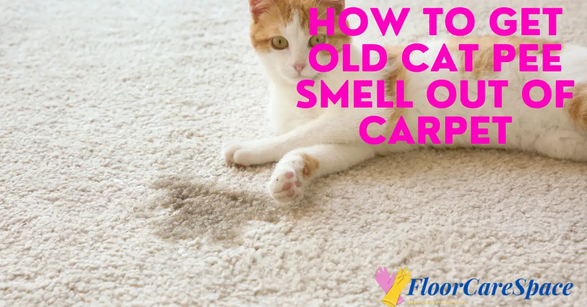 how-to-get-old-cat-pee-smell-out-of-carpet