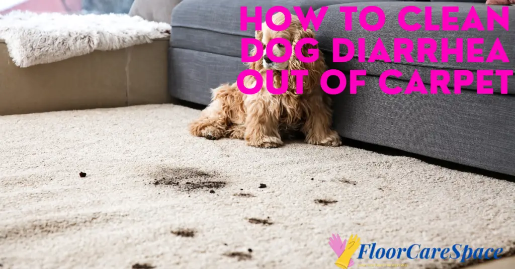 How To Clean Dog Diarrhea Out Of Carpet